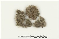 藏品(折葉蘚屬)的圖片